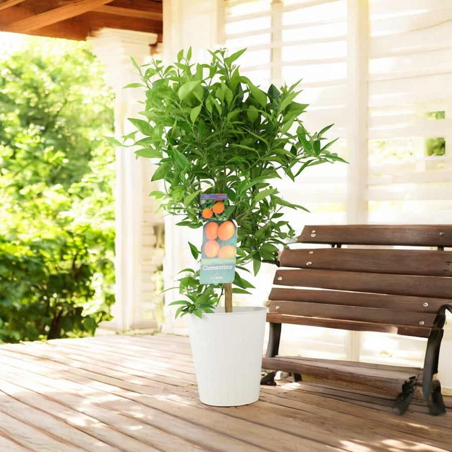 Citrus Clementine Tree – 5L Pot – Fresh Fruiting Indoor & Outdoor Plant Plants By Post