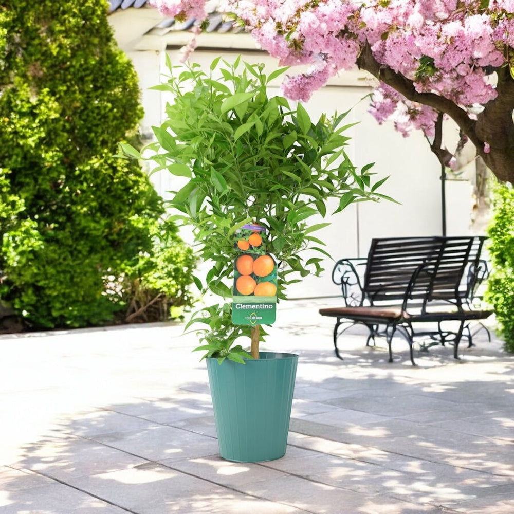Citrus Clementine Tree – 5L Pot – Fresh Fruiting Indoor & Outdoor Plant Plants By Post
