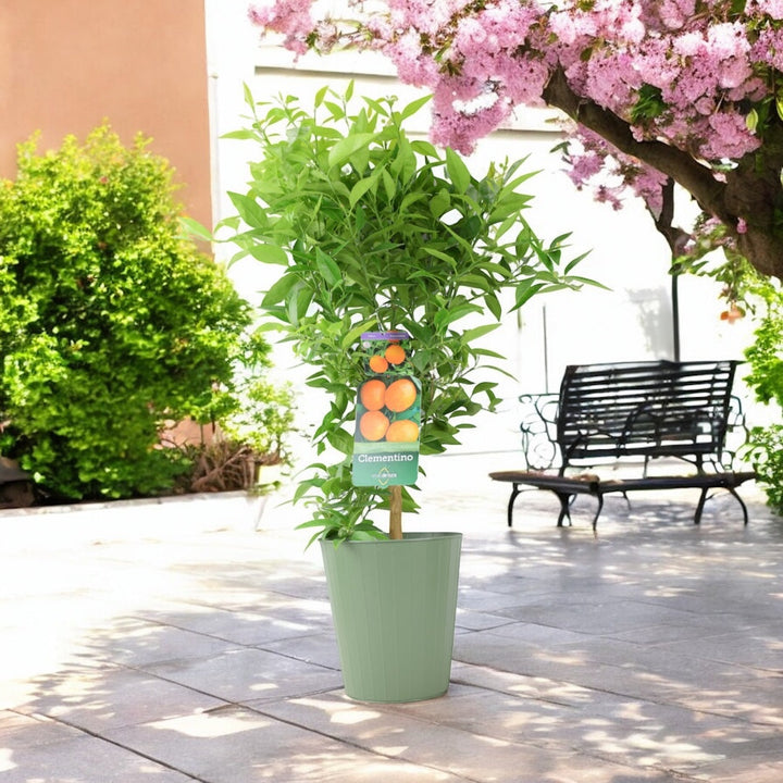 Citrus Clementine Tree – 5L Pot – Fresh Fruiting Indoor & Outdoor Plant Plants By Post