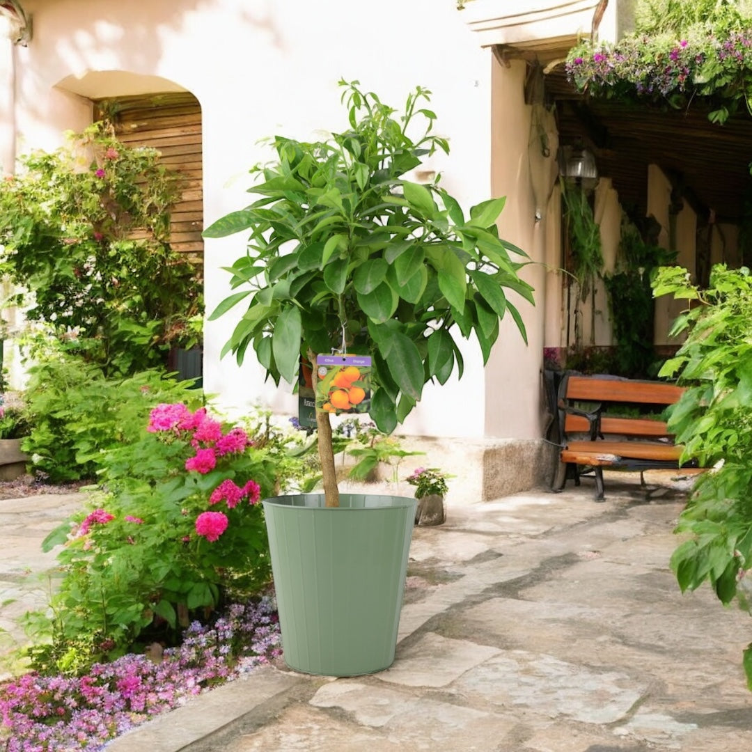Citrus Orange Tree 5L Pot – Indoor Citrus Plant for Home & Patio Plants By Post
