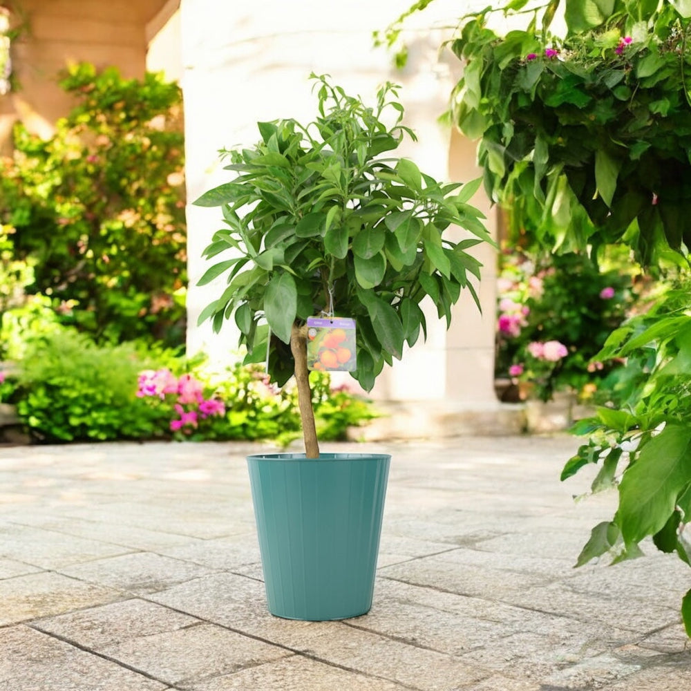 Citrus Orange Tree 5L Pot – Indoor Citrus Plant for Home & Patio Plants By Post