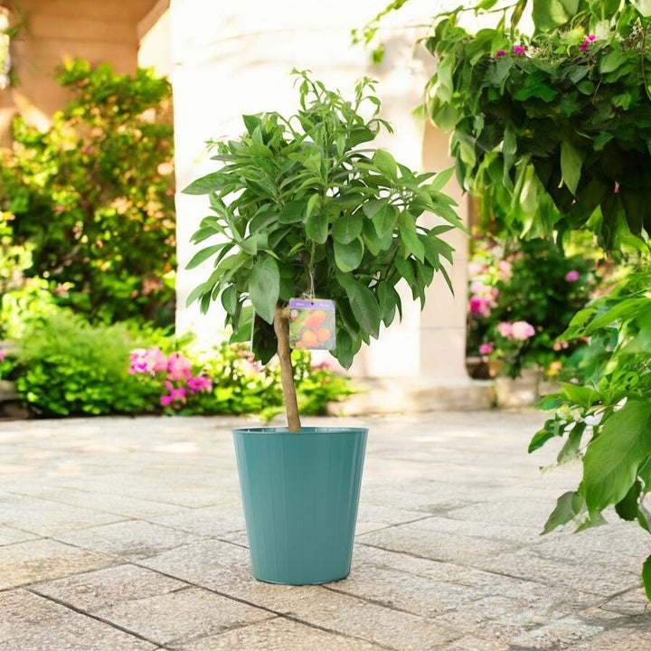 Citrus Orange Tree 5L Pot – Indoor Citrus Plant for Home & Patio Plants By Post