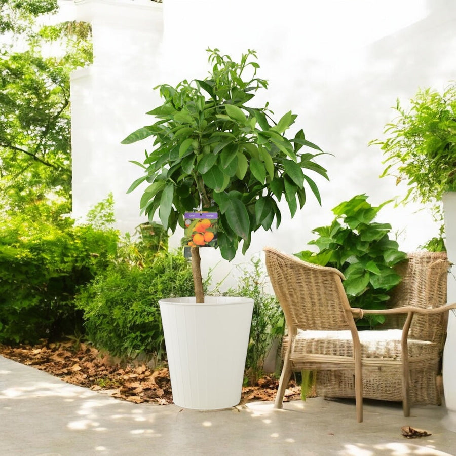 Citrus Orange Tree 5L Pot – Indoor Citrus Plant for Home & Patio Plants By Post