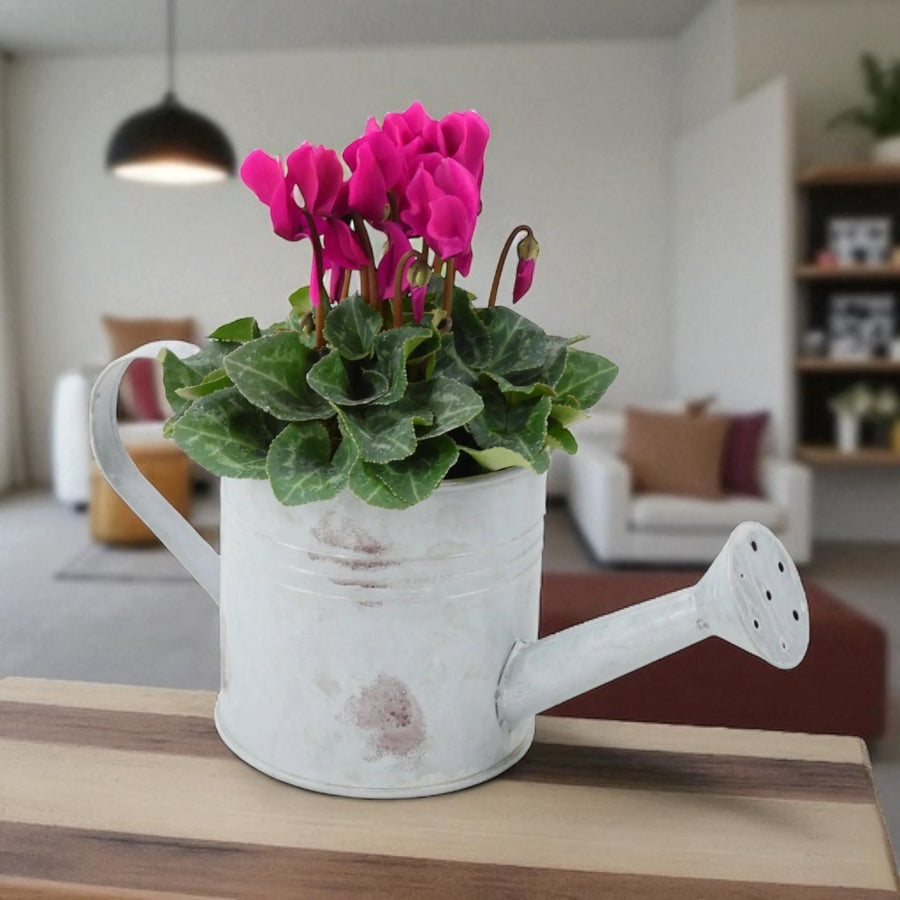 Cyclamen in Decorative Watering Can – Flowering Autumn Patio Plant plants by post