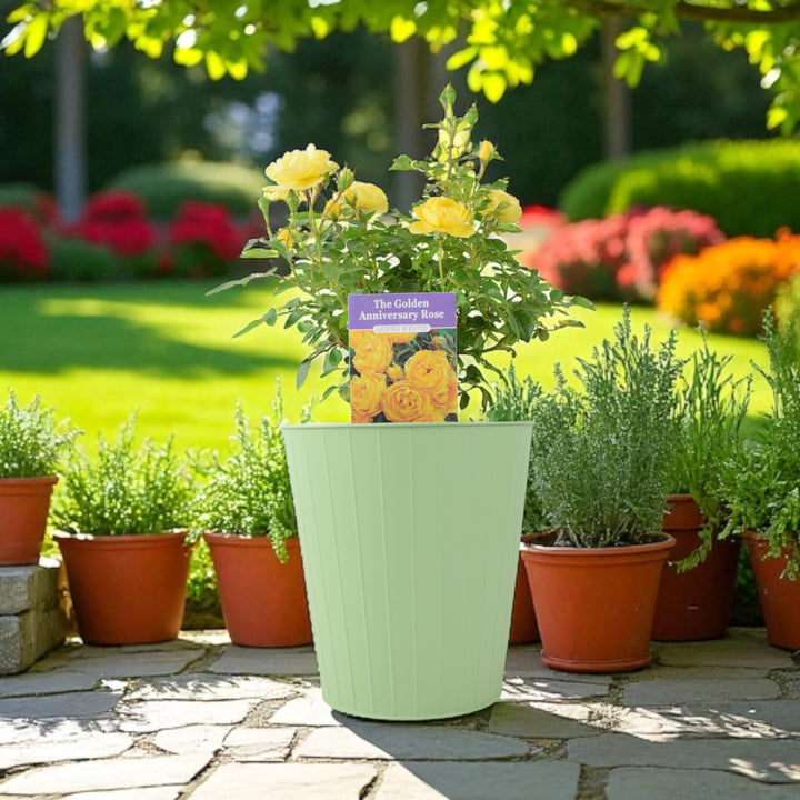 The Golden Anniversary Rose – Golden Yellow Patio Rose with Light Fragrance Plants By Post
