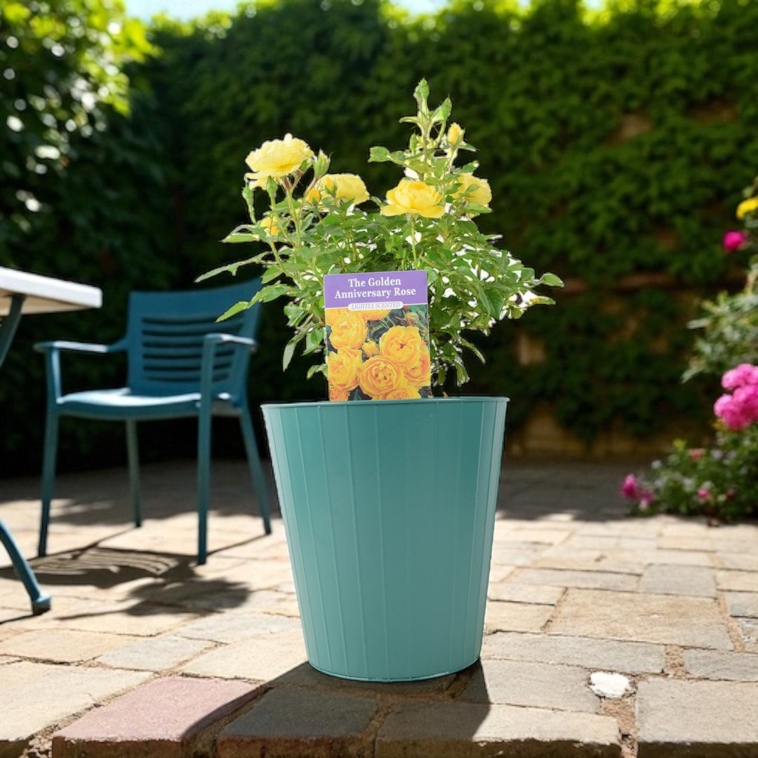 The Golden Anniversary Rose – Golden Yellow Patio Rose with Light Fragrance Plants By Post