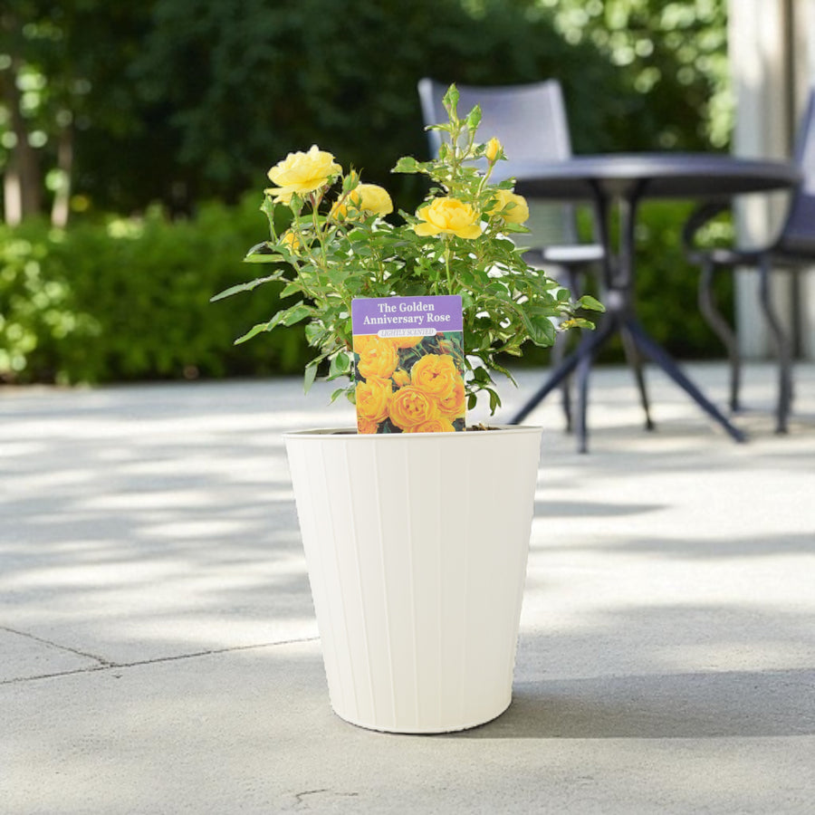 The Golden Anniversary Rose – Golden Yellow Patio Rose with Light Fragrance Plants By Post