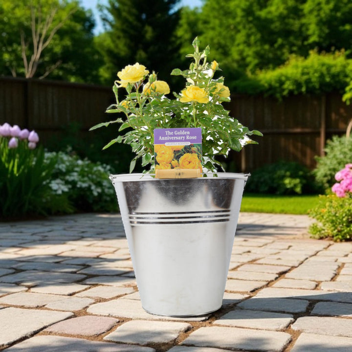 The Golden Anniversary Rose – Golden Yellow Patio Rose with Light Fragrance Plants By Post