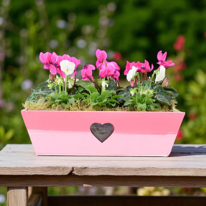 Pink & White Wooden Trough Planter - Vibrant Garden Flower Planter Plants By Post