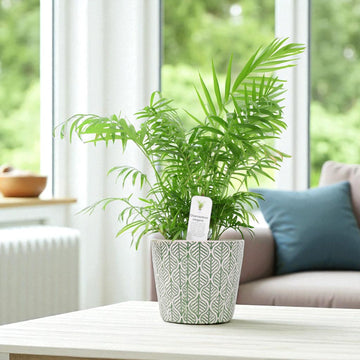 Parlour Palm (Chamaedorea Elegans) – 17cm Pot Plants By Post