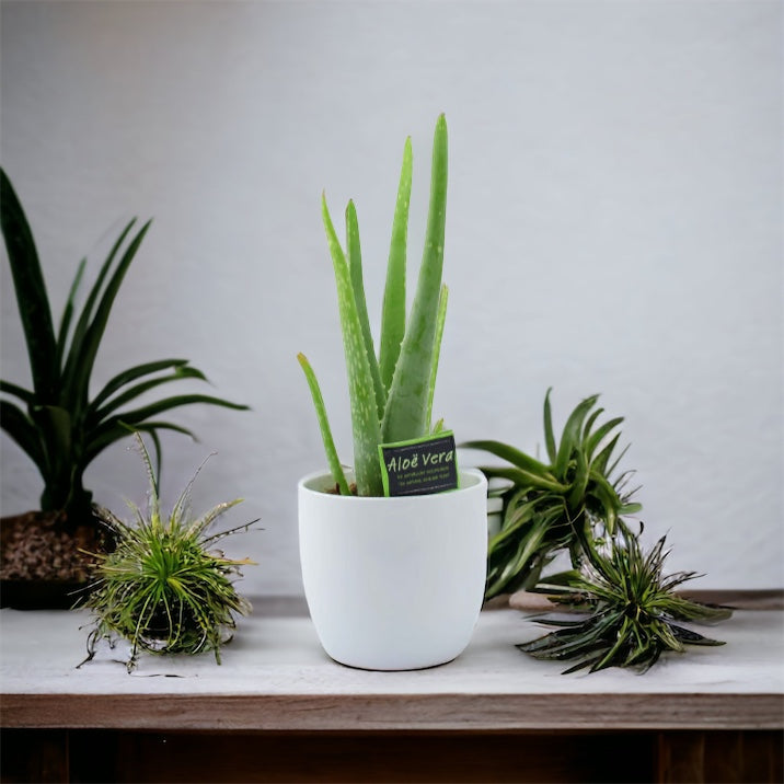 Aloe Vera Plant in White Ceramic Pot Gift
