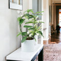Stephanotis Floribunda Jasmine Hoop In White Ewi Dot Ceramic Pot