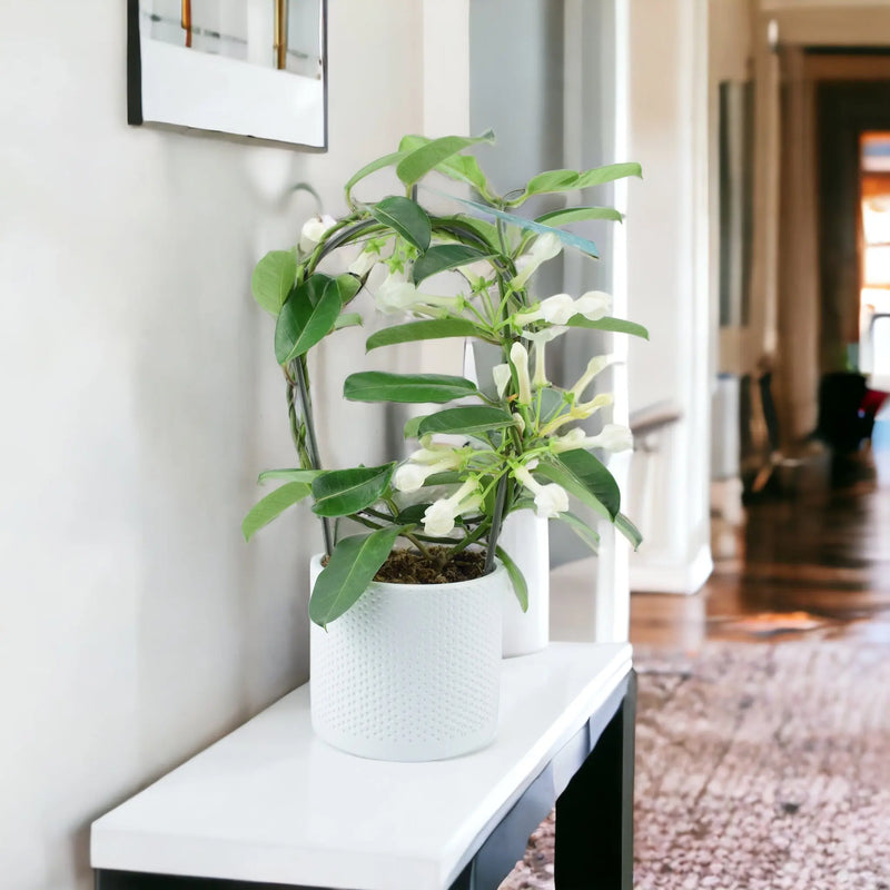 Stephanotis Floribunda Jasmine Hoop In White Ewi Dot Ceramic Pot