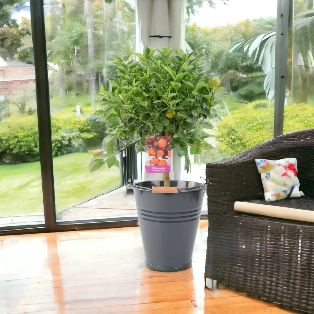 Calamondin Orange Tree in Anthracite Metal Bucket