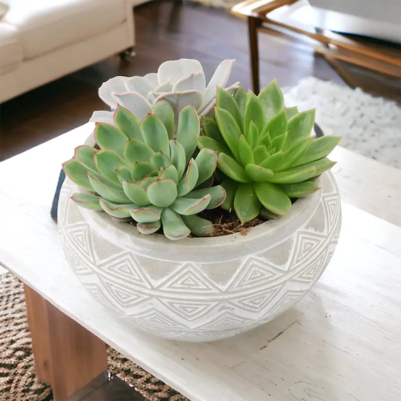 Echeveria Mixed in Ceramic Bowl