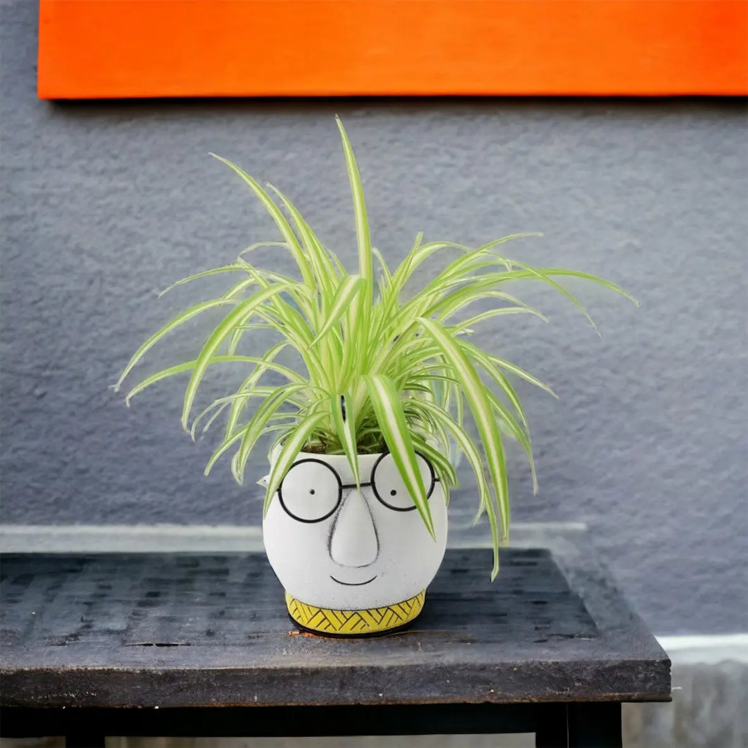 perfect plants spider plant in a 12cm pot Chlorophytum Spider Plant 12cm