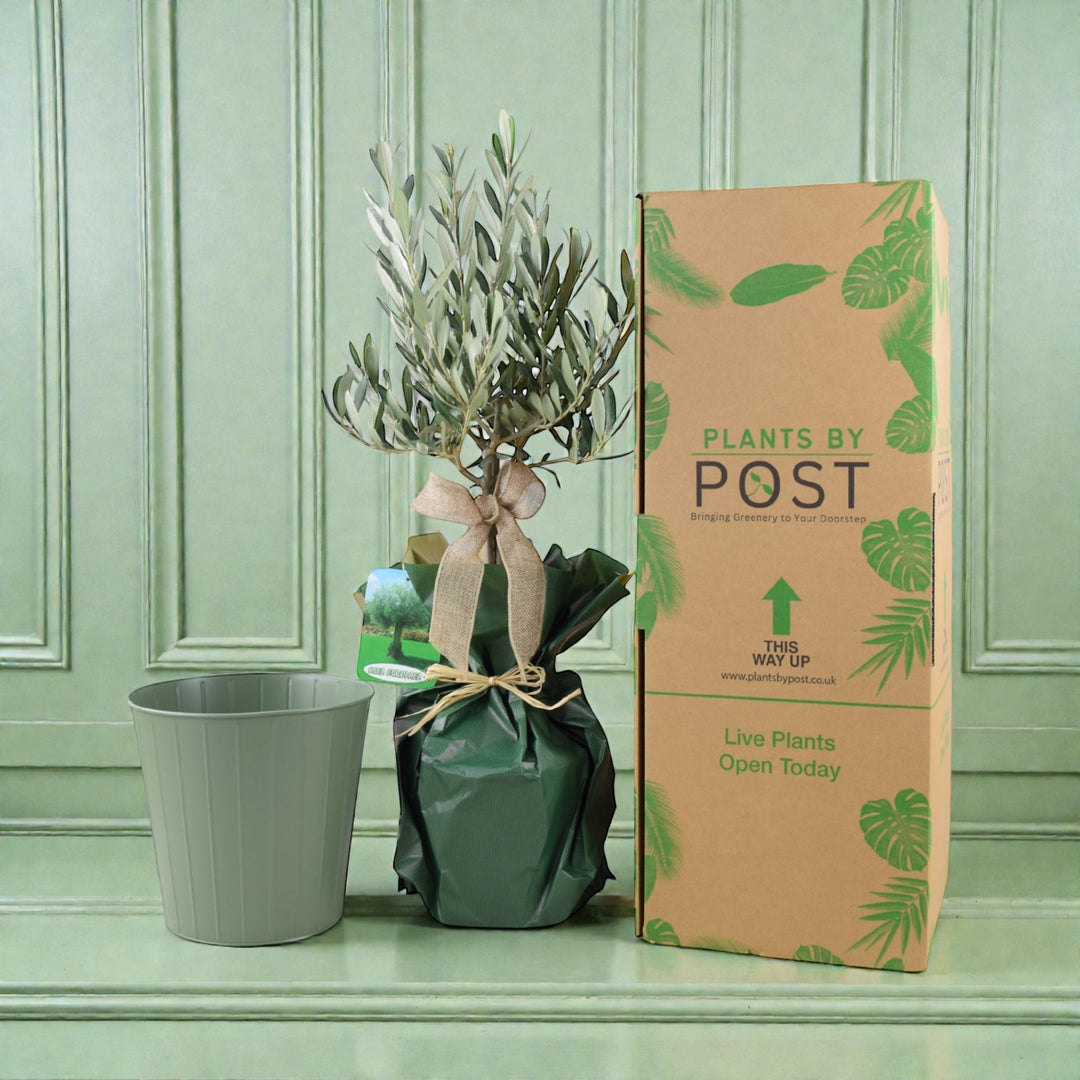Olive Tree Gift Set in Sage Green Metal Planter (50-60cm) – Symbol of Peace & Friendship Plants By Post