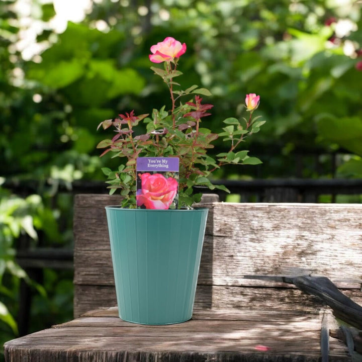 Rose You’re My Everything – 5.5L Pot – Romantic Gift Rose Plants By Post