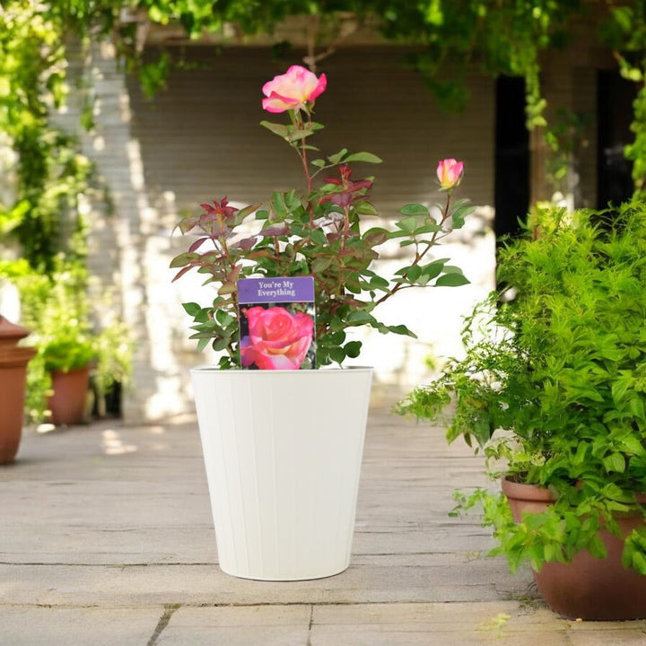 Rose You’re My Everything – 5.5L Pot – Romantic Gift Rose Plants By Post