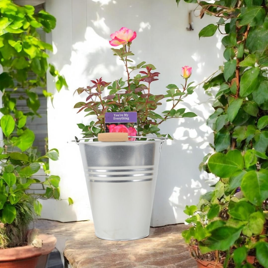 Rose You’re My Everything – 5.5L Pot – Romantic Gift Rose Plants By Post