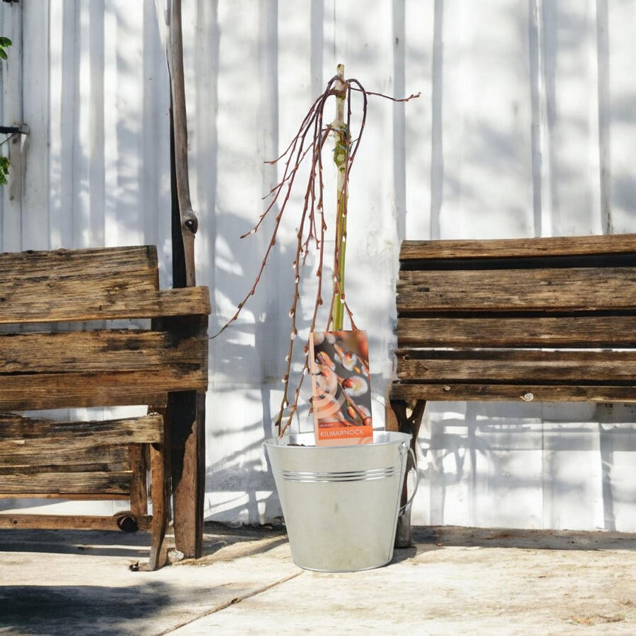 Salix Caprea Kilmarnock - Weeping Kilmarnock Willow Tree Plants By Post