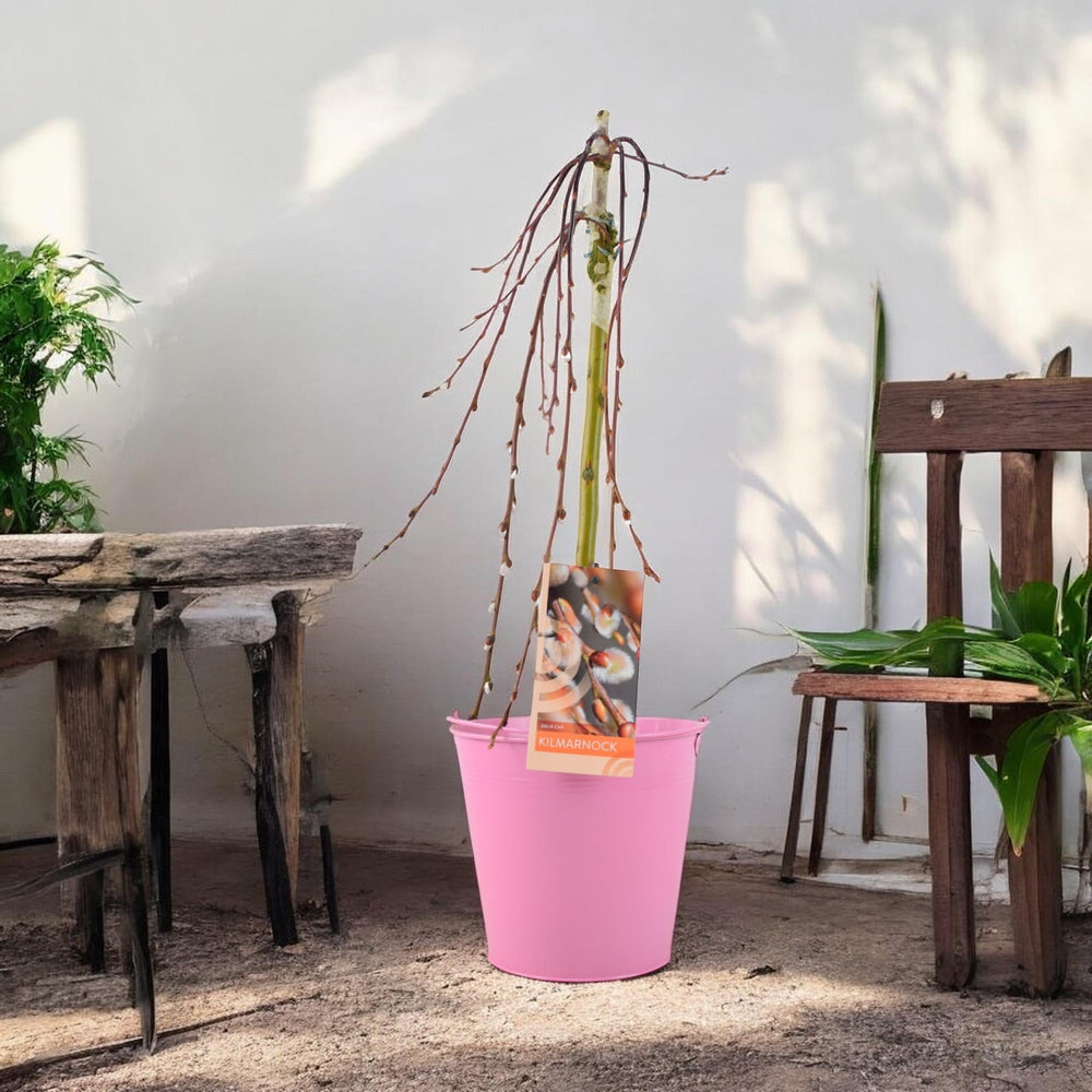 Salix Caprea Kilmarnock - Weeping Kilmarnock Willow Tree Plants By Post