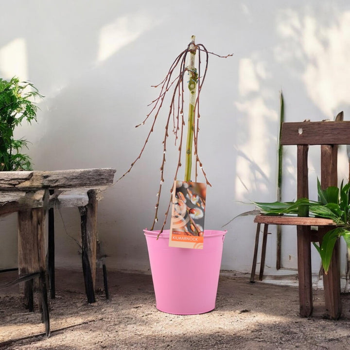 Salix Caprea Kilmarnock - Weeping Kilmarnock Willow Tree Plants By Post