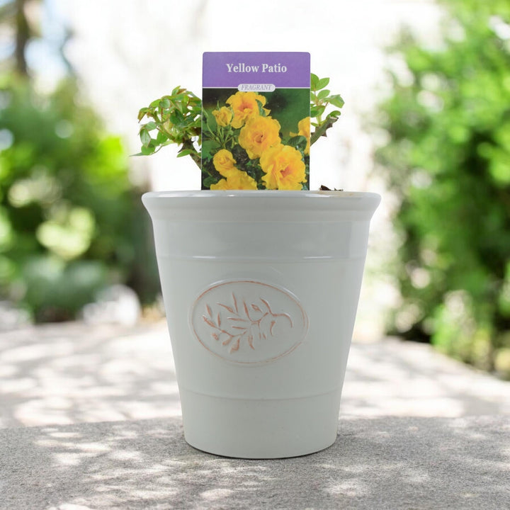 Yellow Patio Rose Bush Plants By Post