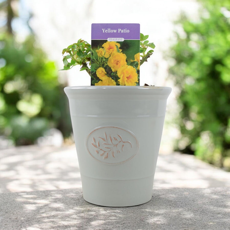 Yellow Patio Rose Bush Plants By Post