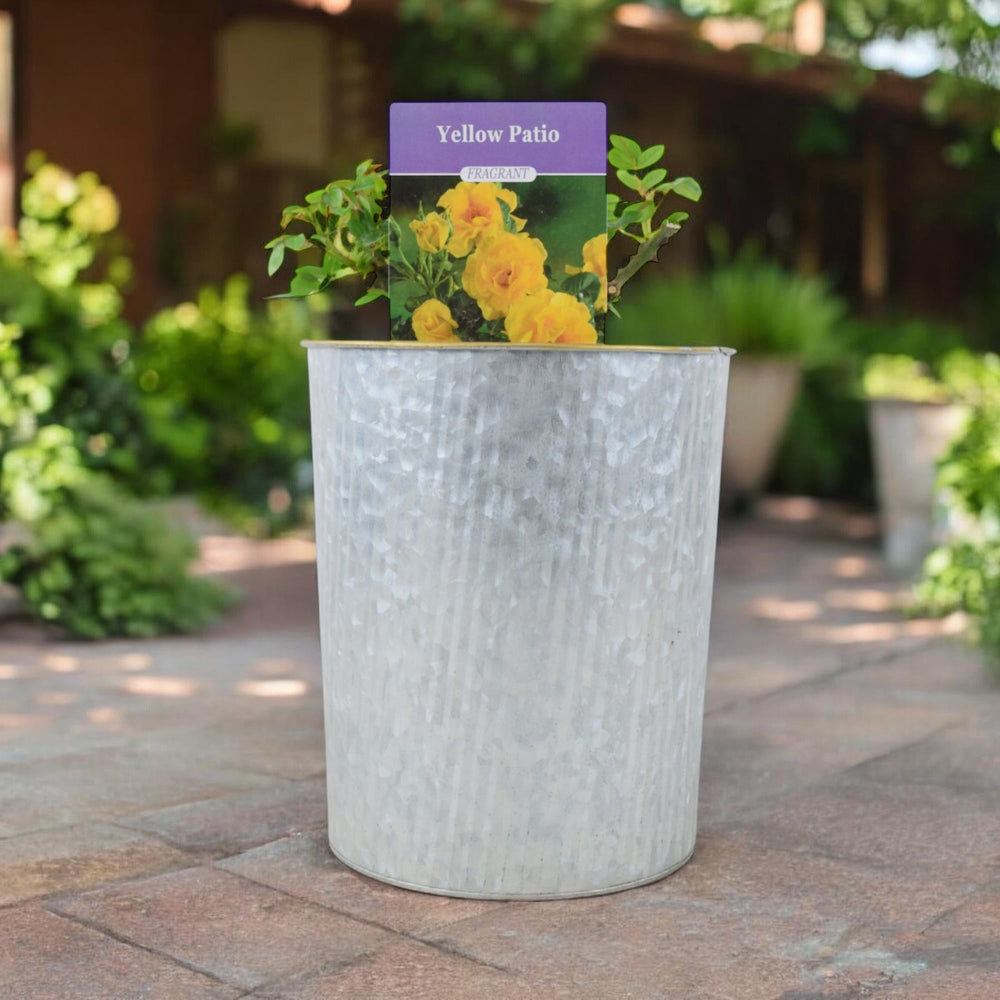 Yellow Patio Rose Bush Plants By Post