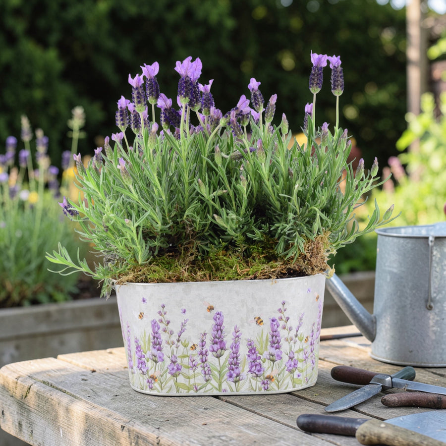 French Lavender Trough - Aromatic Purple Mediterranean Plant for Patios Plants By Post
