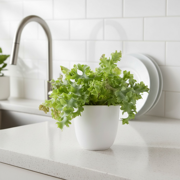 Phlebodium Davana - Ruffled Blue Star Fern Indoor Plant Plants By Post