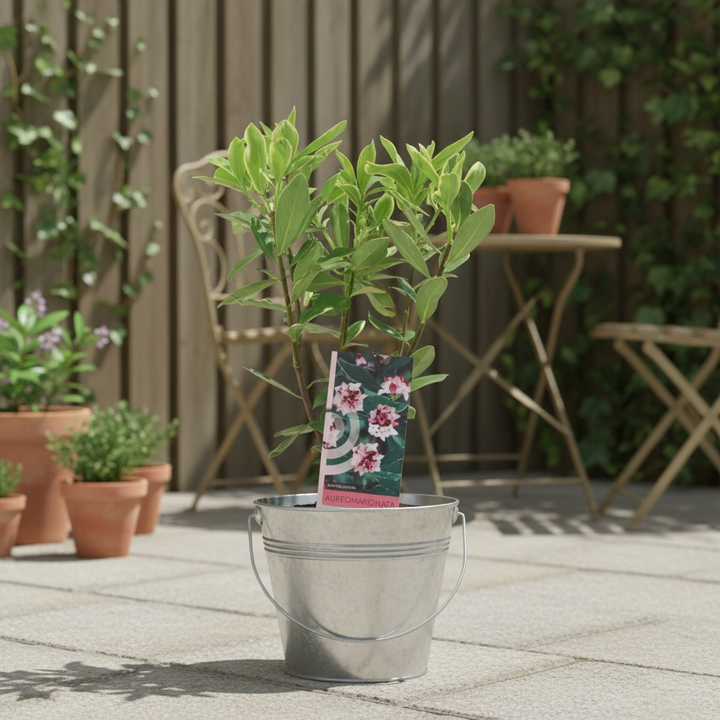 Daphne odora Aureomarginata - Fragrant Winter-Flowering Shrub Plants By Post