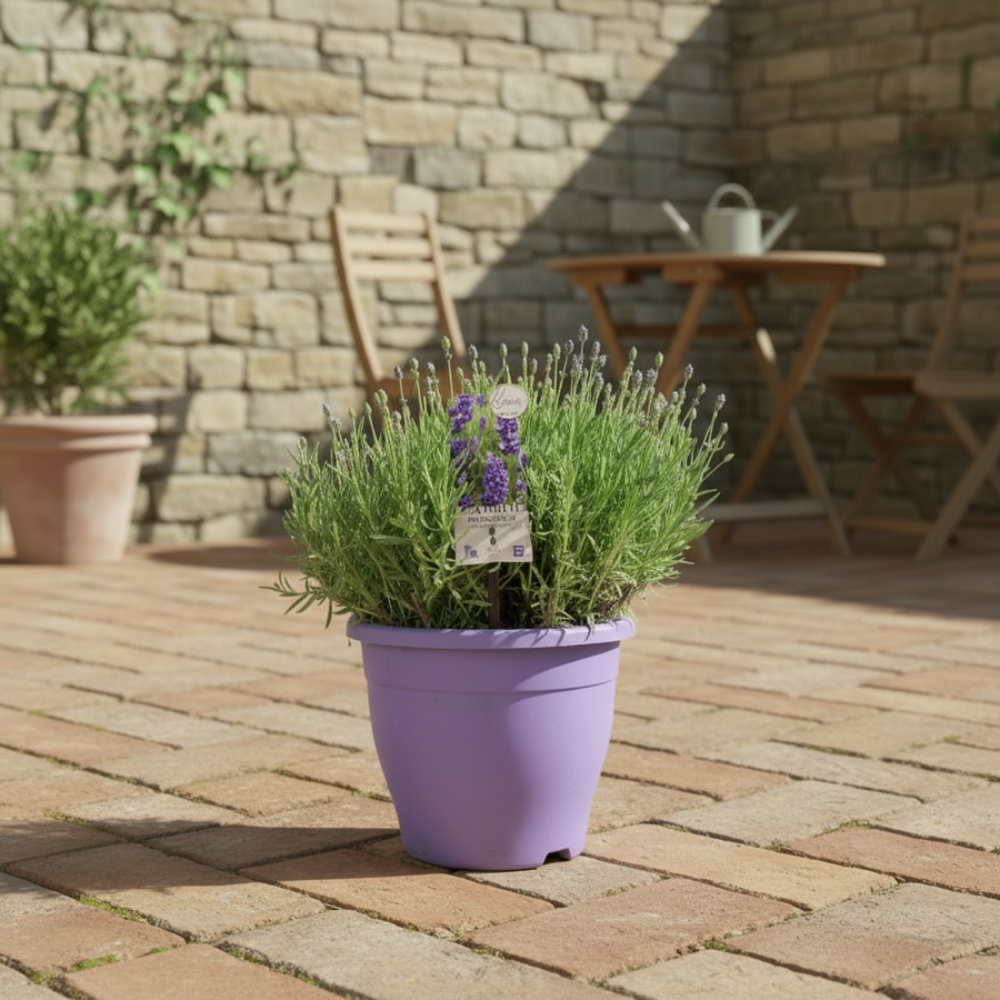 Lavender Essence Purple in 5L Pot – Highly Fragrant British Grown Garden Shrub Plants By Post