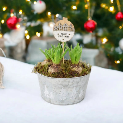 Hyacinth Christmas Bowl x 5 Bulbs