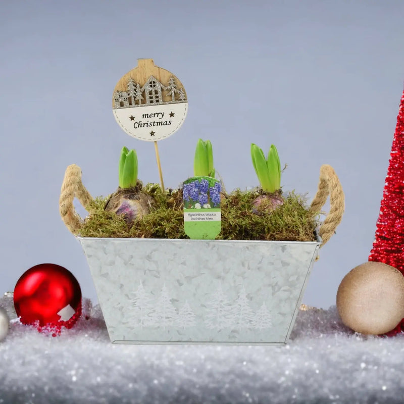 Hyacinth Planted Metal Christmas Trough x 3 Bulbs
