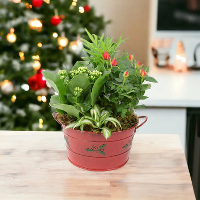 Christmas Indoor Plant Gifts