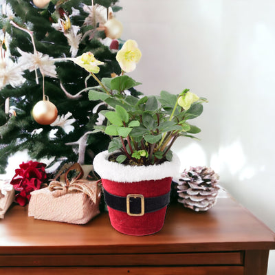 Hellebore in 12cm Christmas Santa Pot
