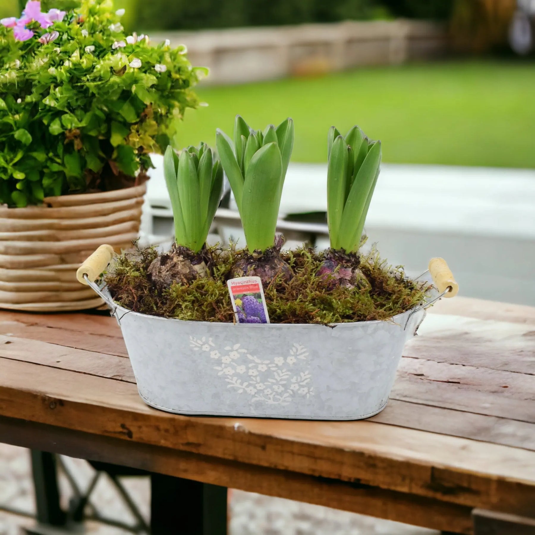 Potted Hyacinth Spring Trough x 3 - Plants By Post