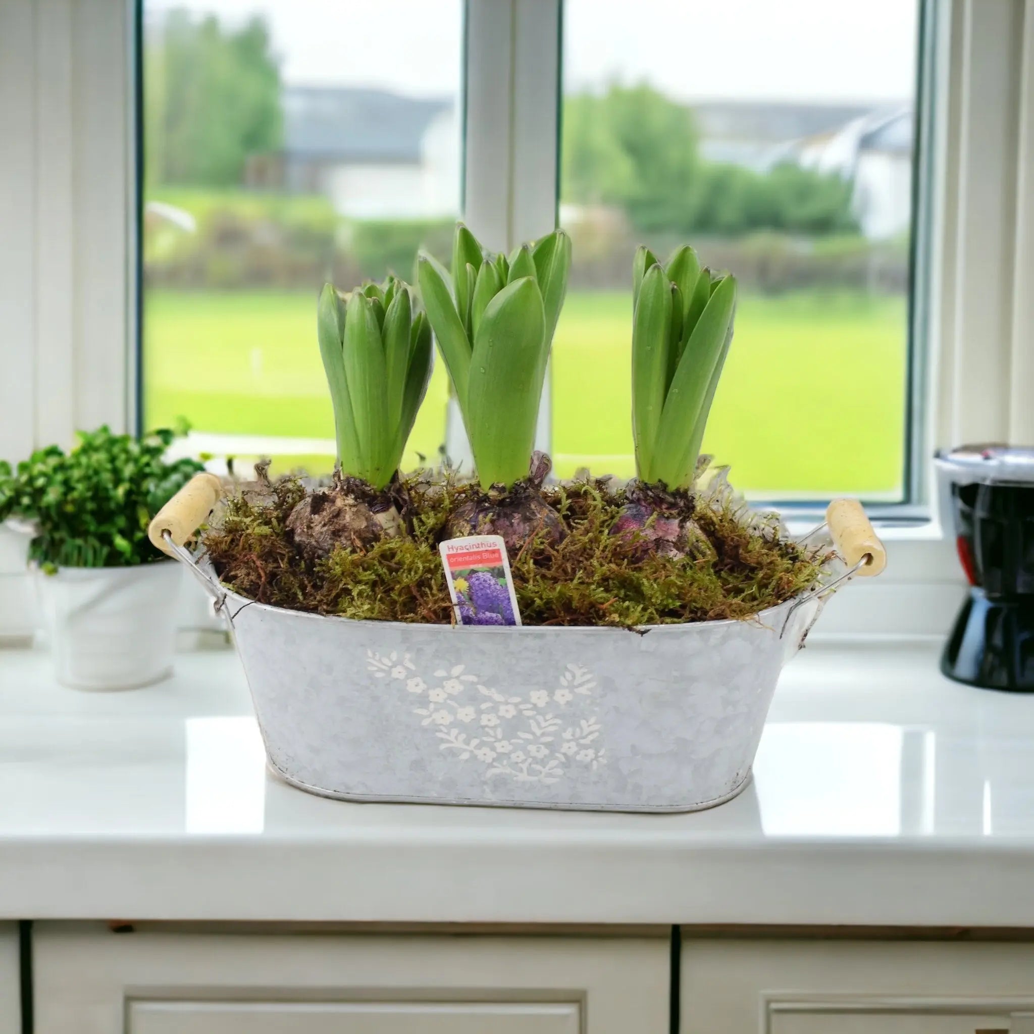 Potted Hyacinth Spring Trough x 3 - Plants By Post