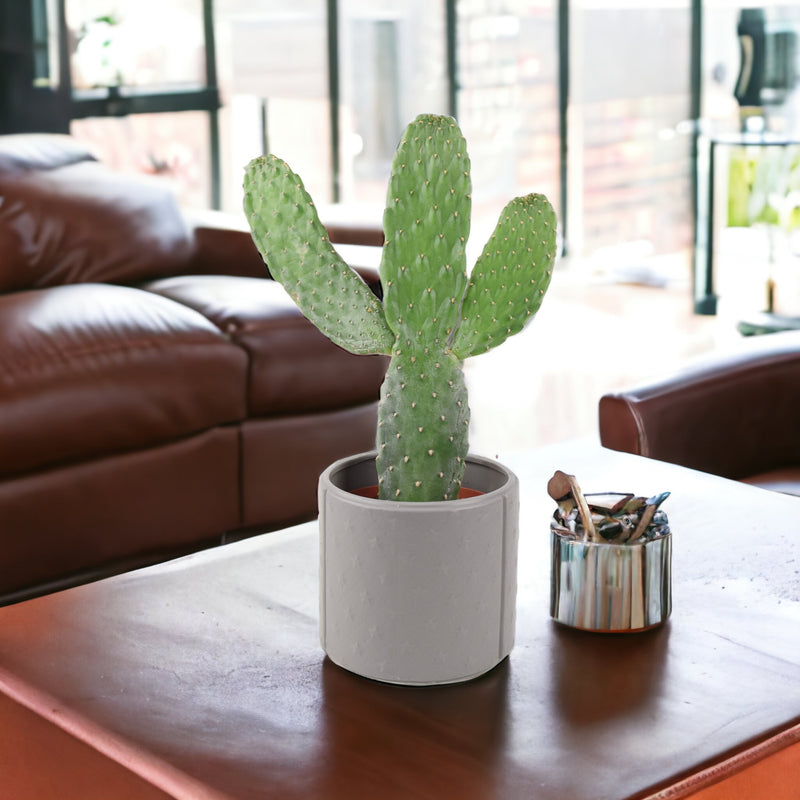 Cactus Consolea Rubescens In Grey Star Ceramic Pot
