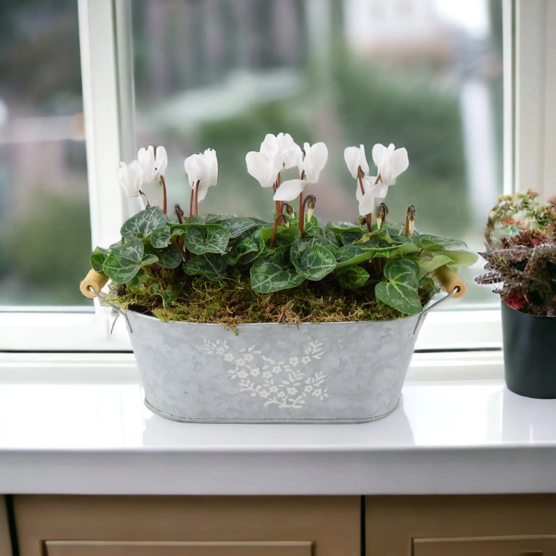 Cyclamen Floral Planted Trough