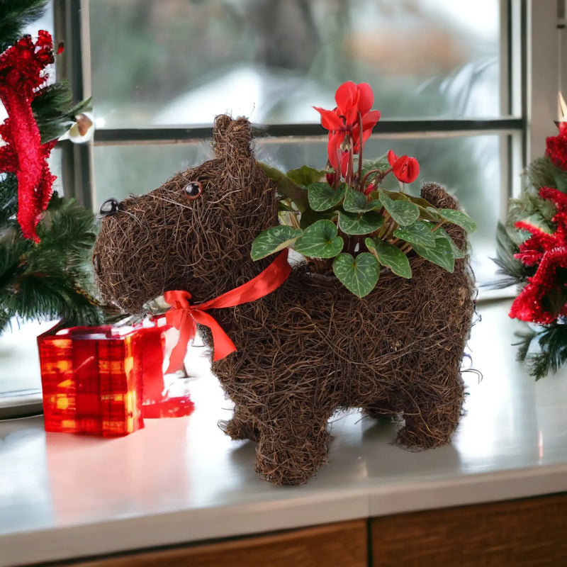 Scotty Dog Christmas Planter with Red Cyclamen