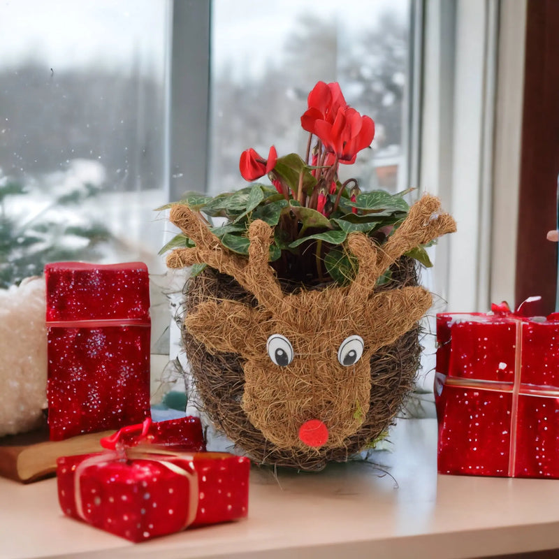 Reindeer Face Christmas Planter With Red Cyclamen