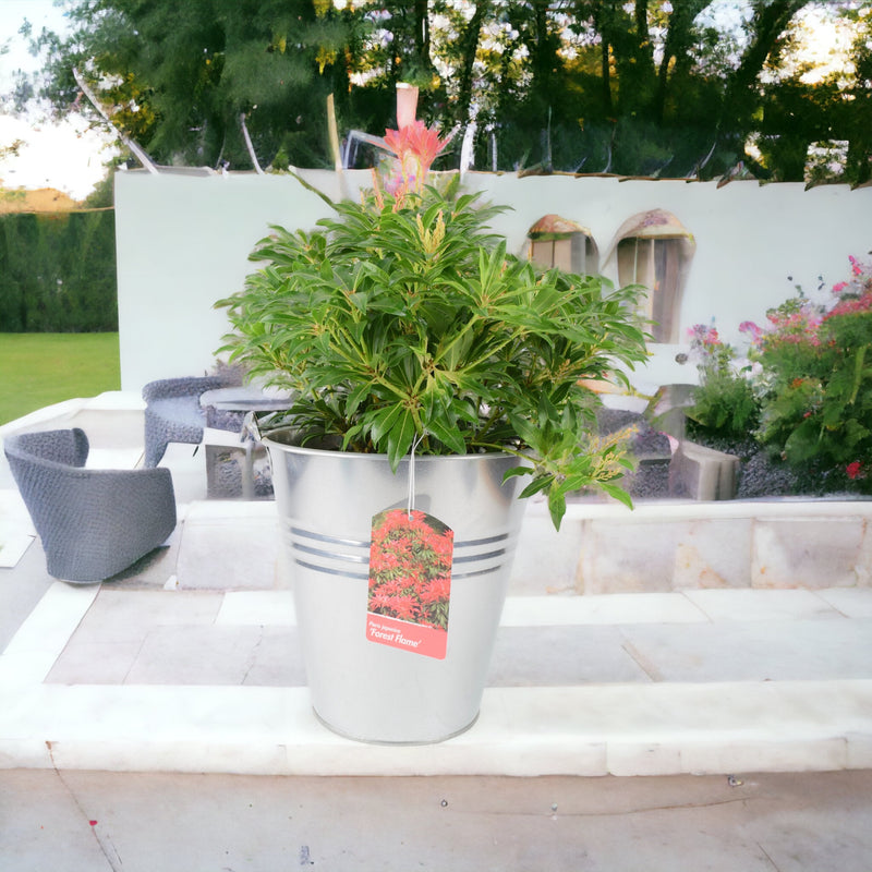 Pieris Forest Flame In Metal Planter