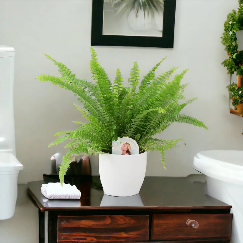 Boston Fern (Nephrolepsis) In White Ceramic Pot Gift