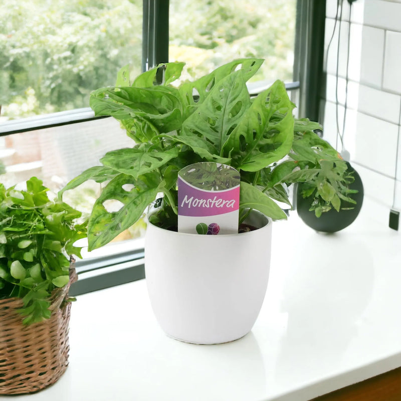 Monkey Cheese Plant 12cm White Pot Gift