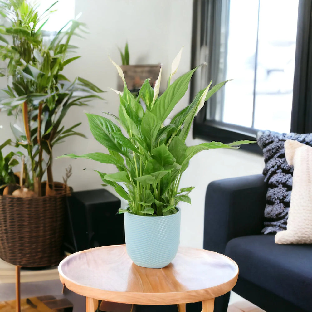 Spathiphyllum Peace Lily 12cm