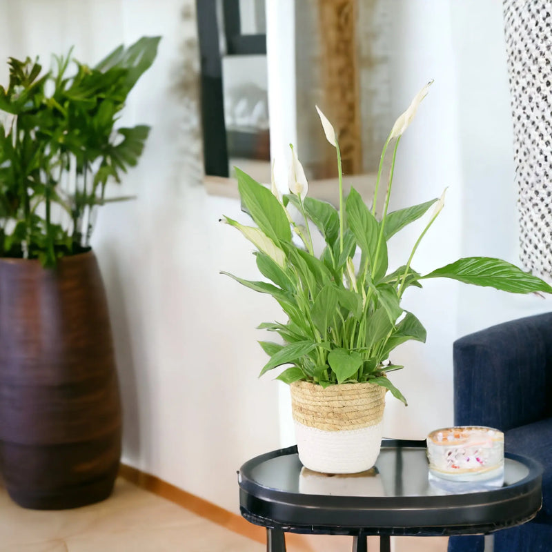 Spathiphyllum Peace Lily 12cm