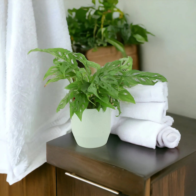 Monstera Monkey Cheese Plant 12cm